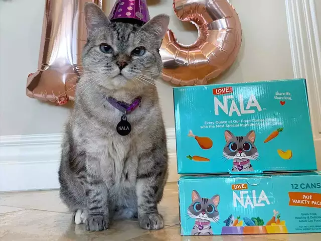 Meet Nala Cat: The Instagram Star With a Ton Of Fo - Tymoff